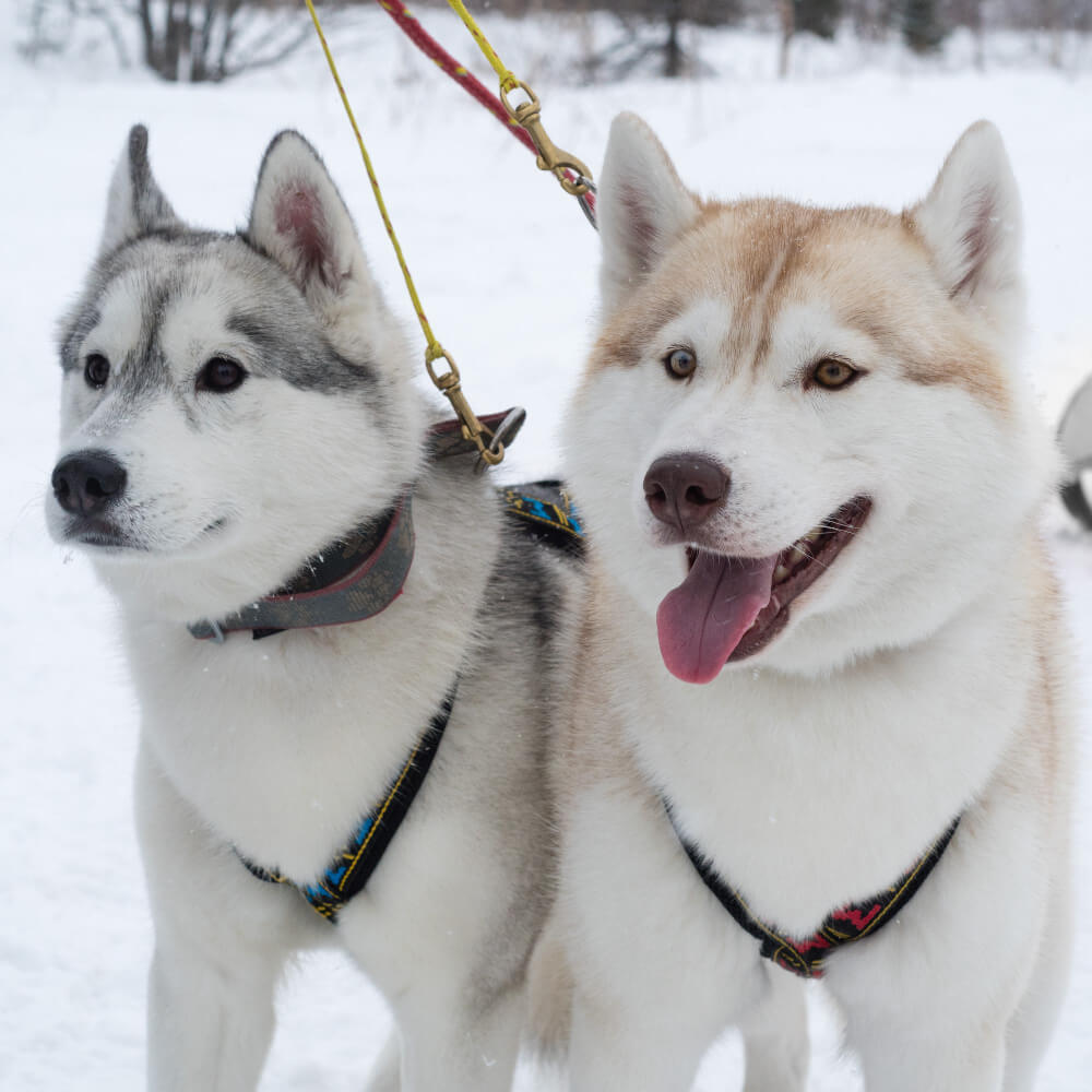 Deux chiens de traîneaux